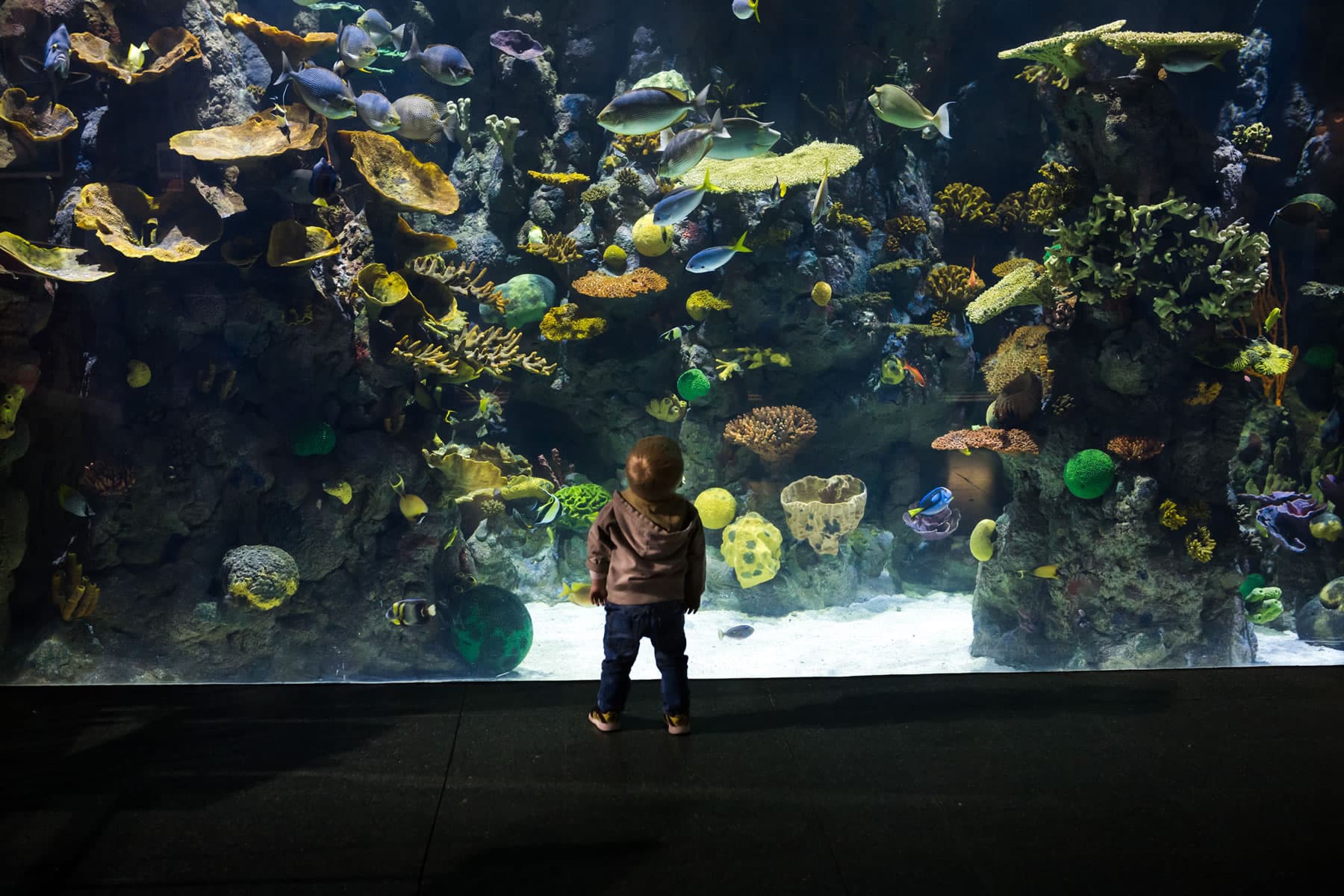 The Deep - Aquariums in hull
