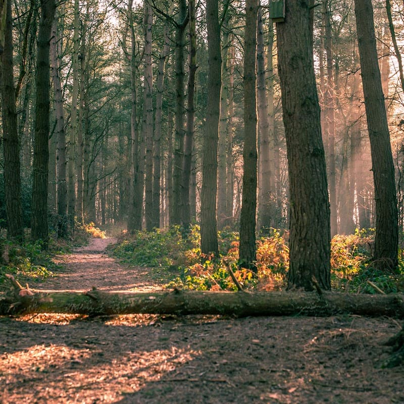 Sunlit path winding through tall trees with ferns and soft light filtering through the forest in Allerthorpe Woods.