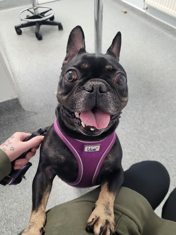 Vets for Pets Halifax - Vets in halifax