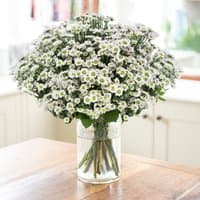 Bouquet of small white daisies with green centers in a clear glass vase on a wooden table.