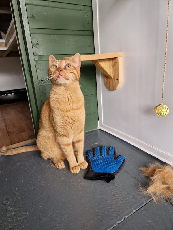 North Croft Cattery - Vets in great driffield