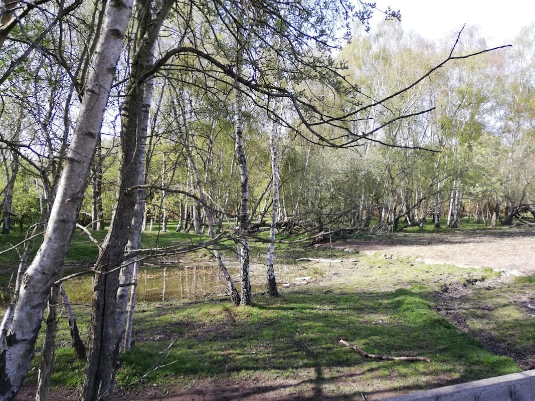 Lush green landscape with birch trees, a small pond, and scattered branches in Skipwith Common.