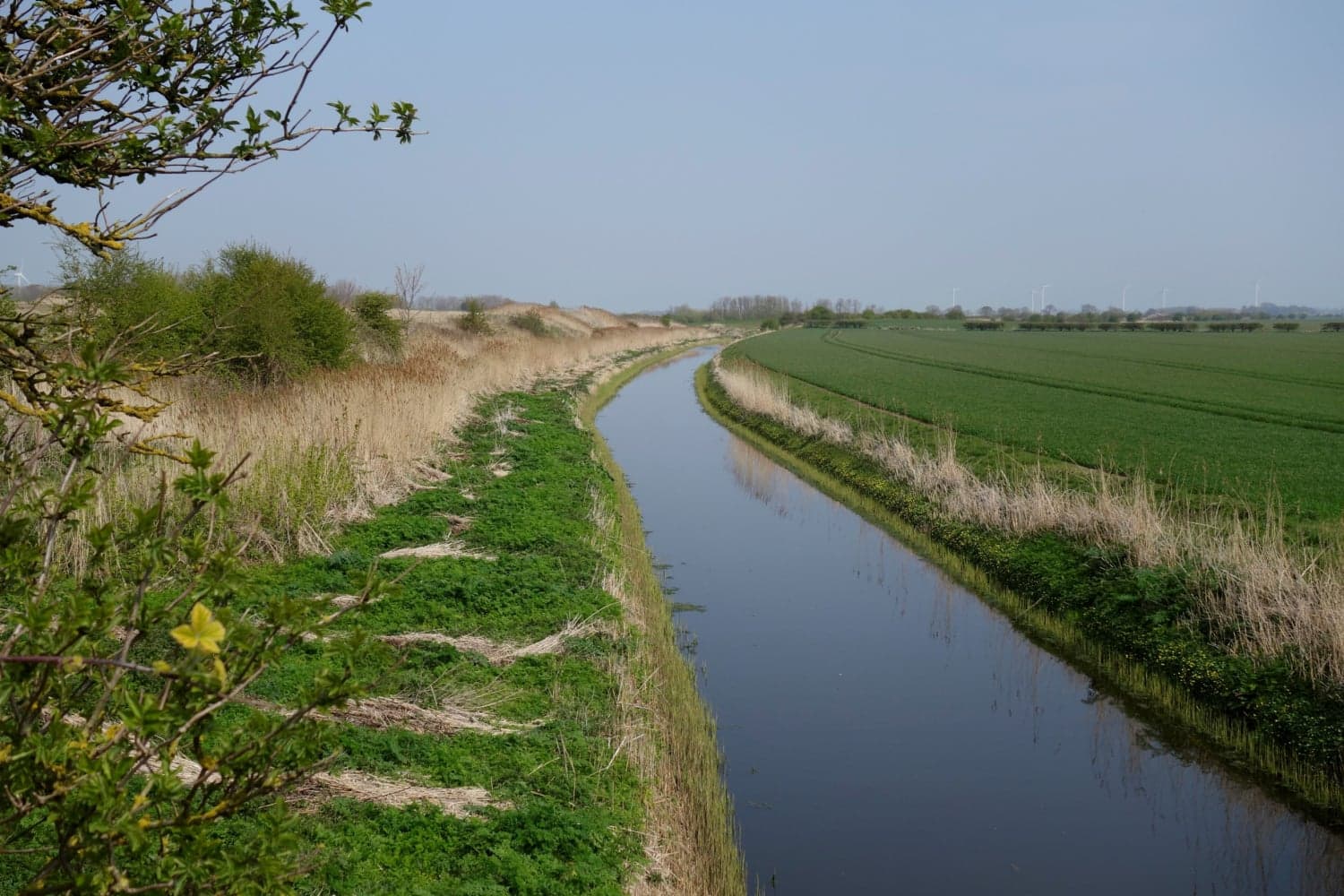 Roos